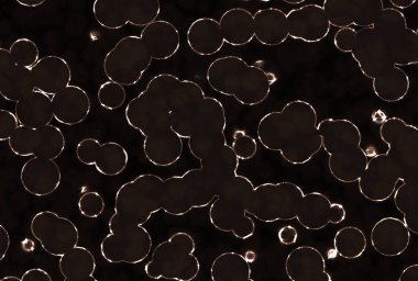 Parlayan dairesel yuvarlak bakteriler