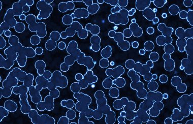 Parlayan dairesel yuvarlak bakteriler