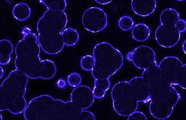 Parlayan dairesel yuvarlak bakteriler