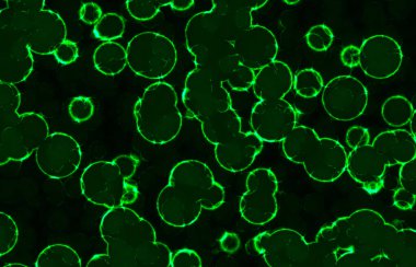 Parlayan dairesel yuvarlak bakteriler