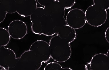 Parlayan dairesel yuvarlak bakteriler