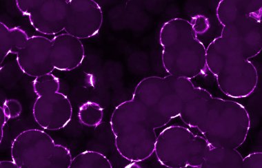 Parlayan dairesel yuvarlak bakteriler