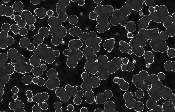 Светящиеся Круглые Круглые Бактерии — стоковое фото