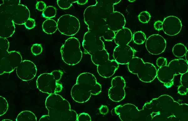 Светящиеся Круглые Круглые Бактерии — стоковое фото