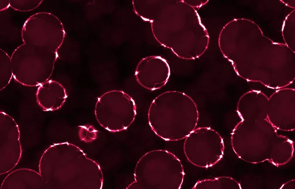 Zářící Kruhové Kulaté Bakterie — Stock fotografie