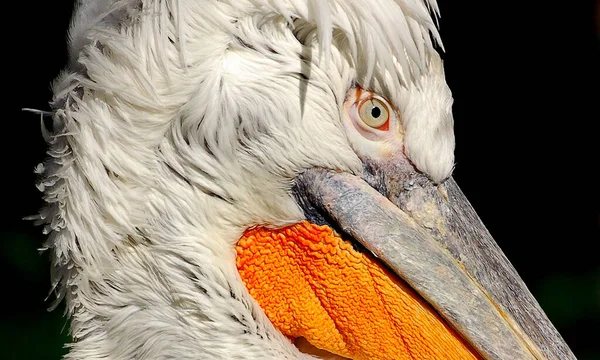 Retrato Cabeça Pássaro Papagaio Branco Laranja — Fotografia de Stock