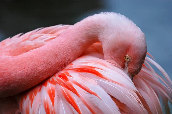 Flamingo Close Photo — Stock Photo, Image