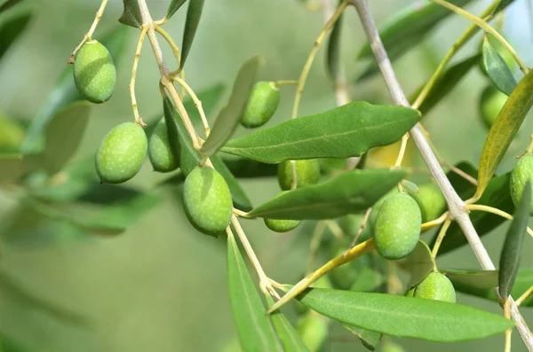 green olives in a olive tree