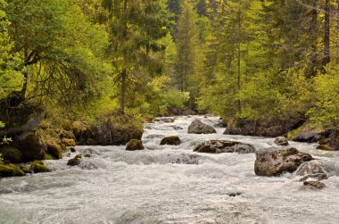 Ormandaki güzel dağ nehri