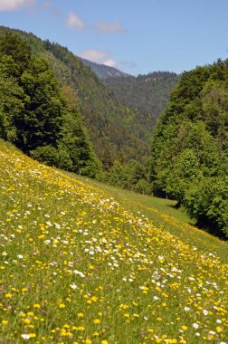 Arkasında bir dağ olan güzel bir manzara.