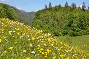 Dağlarda güzel çiçekler