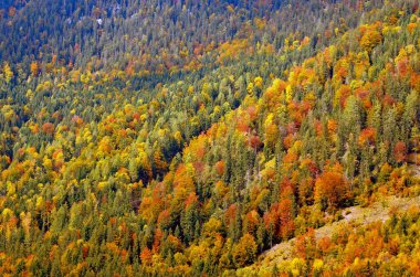 Sonbahar Dağları Ormanı