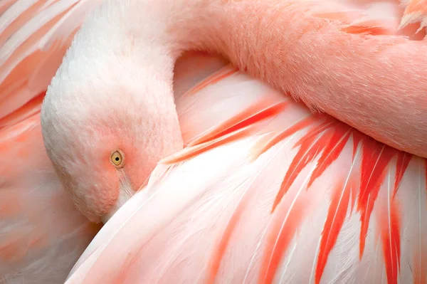 Pink Flamingo Zoo Close — Stock Photo, Image