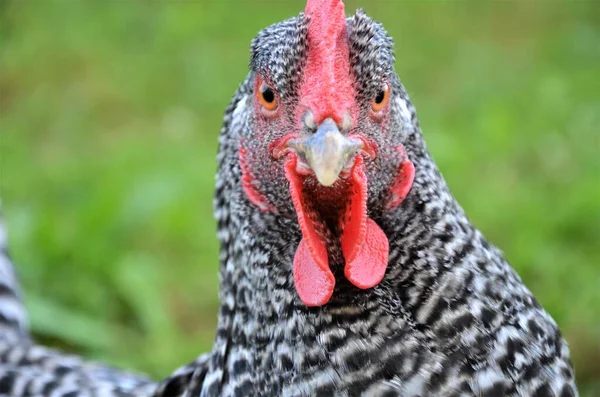 Wütendes Huhn Aus Nächster Nähe — Stockfoto