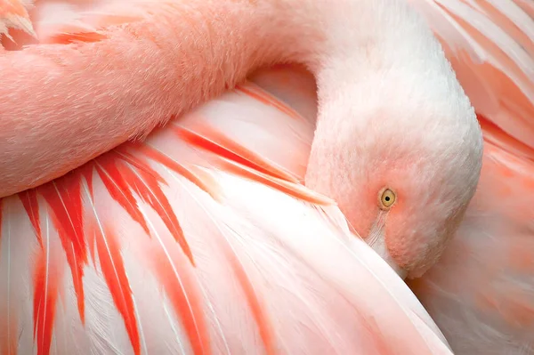 Pink Flamingo Close — Stock Photo, Image