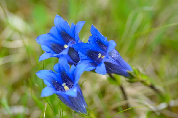 Flor Iris Azul Jardín — Foto de Stock