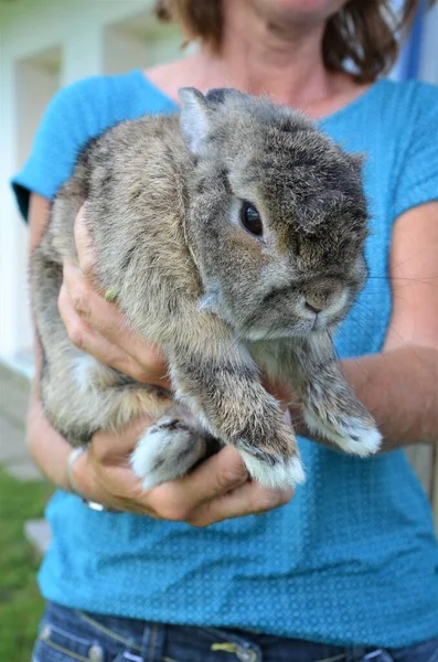 Rabbit Cute Baby Boy — Stock Photo, Image