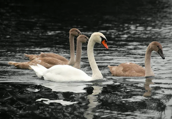 Cisne Con Cisnes Jóvenes — Foto de Stock