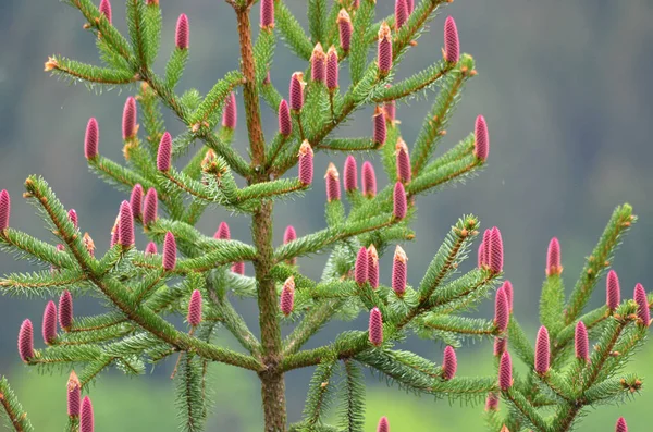 Fir Tree Abies Alba — Stock Photo, Image