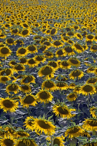 Sunflowers Meadow Tuscany Stock Image