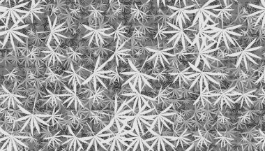  Yaprak yaprakları dekor oluşturur