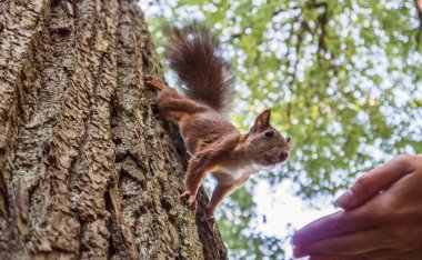 Rhe ormandaki bir squirell besleme