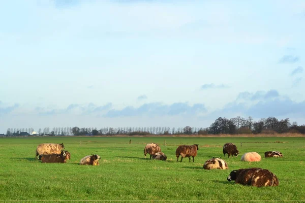 Dutch pasture with white and brown sheep under blue sky with clouds — 스톡 사진