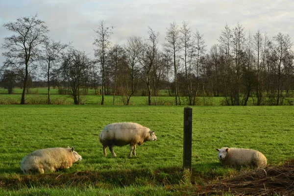 Nederländska fåren går och betar på landsbygde — Stockfoto