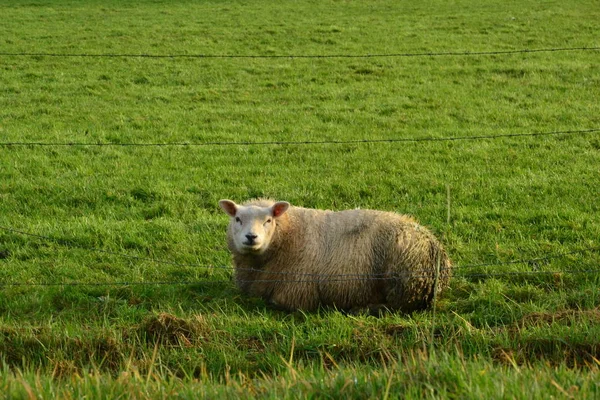 在朦胧的日出，荷兰的荷兰农田上的羊 — 图库照片