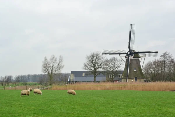 Kollum 'daki tipik Hollanda yel değirmeni - Friesland, Hollanda