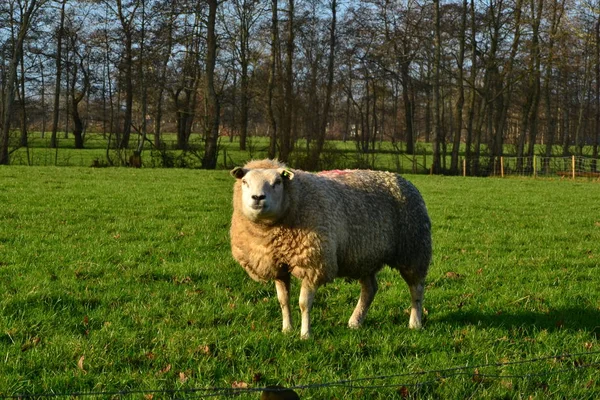 Hollanda, Groningen yakınlarındaki tarlada koyun var.