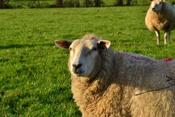 Schafe auf dem Feld bei Groningen, Holland - Niederlande — Stockfoto