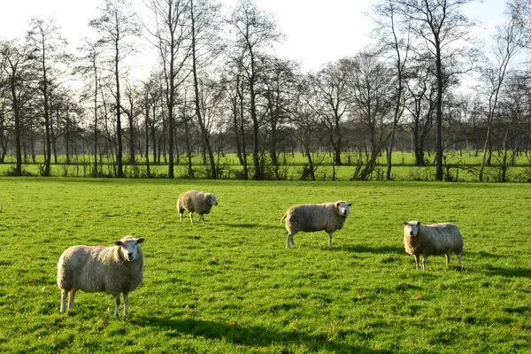 Ovejas en el campo cerca de Doezum, Groningen, Holanda - Países Bajos — Foto de Stock