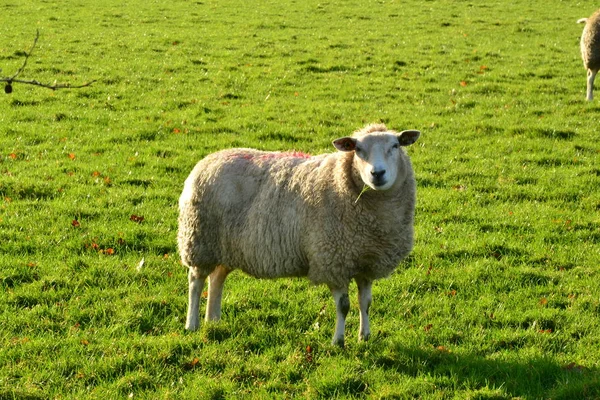 Sheep in the field near Doezum, Groningen, Holland - Netherlands — 스톡 사진