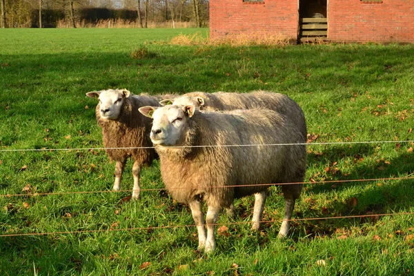 Får på fältet nära Doezum, Groningen, Holland - Nederländerna — Stockfoto