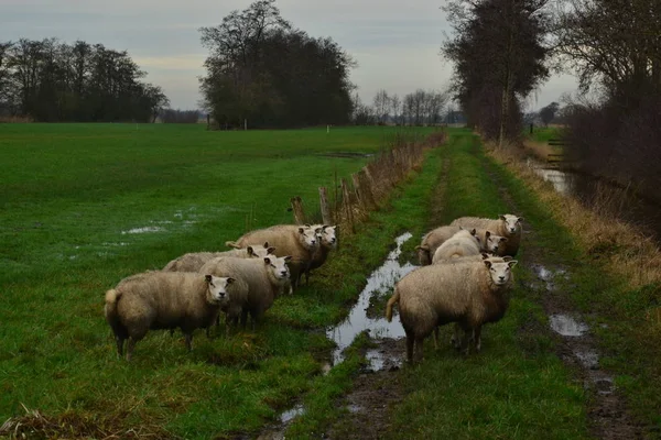 Ovinos no campo perto de Doezum, Groningen, Holanda - Países Baixos — Fotografia de Stock
