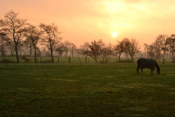 Caballo parado en la típica niebla holandesa al amanecer . — Foto de Stock