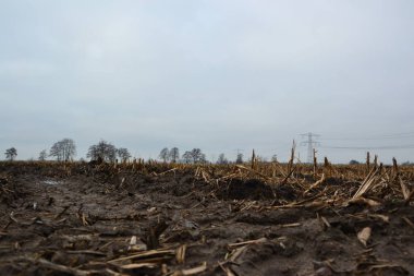 Mais sonbaharda hasat edildikten sonra boş çayırlar, çamur, Doezum, Groningen