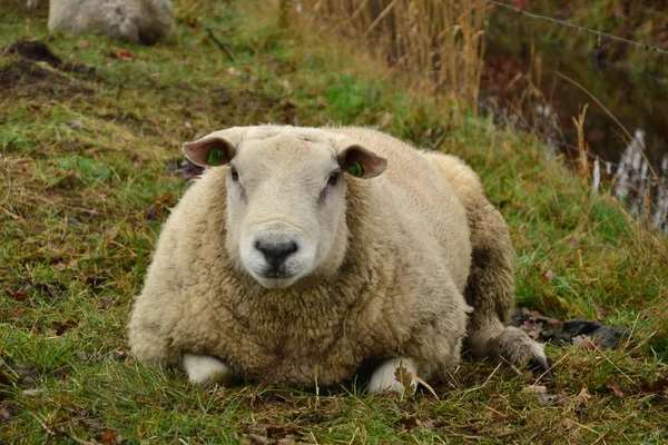 Nederländska fåren går och betar på landsbygde — Stockfoto