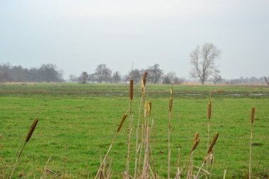Hollanda 'nın Groningen bölgesinin tarımsal manzarası