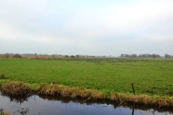 Hollanda 'nın Groningen bölgesinin tarımsal manzarası