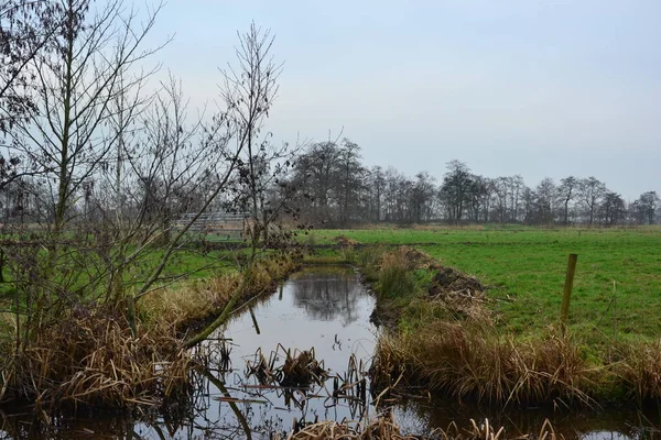 Hollanda 'nın Groningen bölgesinin tarımsal manzarası