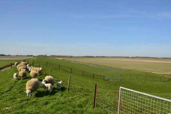 Dutch pasture with white and brown sheep under blue sky with clouds — ストック写真