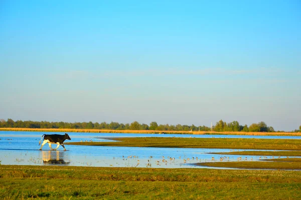 Suyun içinde dört nala koşan boğa, Friesland 'da koşan boğa.