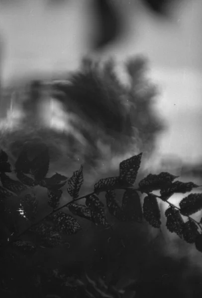 Foliage Shot Zwart Wit Film — Stockfoto
