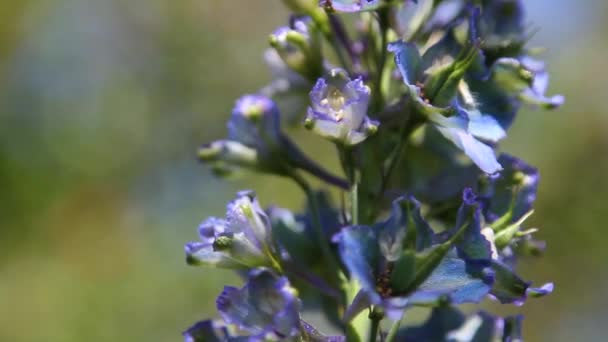 Bloeiende Bloem Closeup Lente Middag — Stockvideo