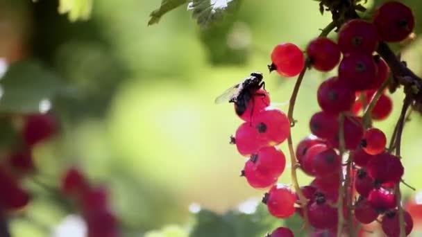 Ribes Rosso Mosca — Video Stock