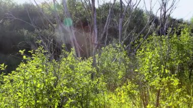 Arka plan doğa kırsal alan, güneş ışığı günü