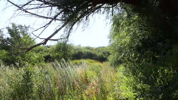 Arrière Plans Nature Campagne Journée Ensoleillée — Video