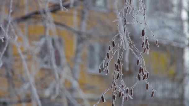 Rama Árbol Nieve Por Tarde — Vídeos de Stock